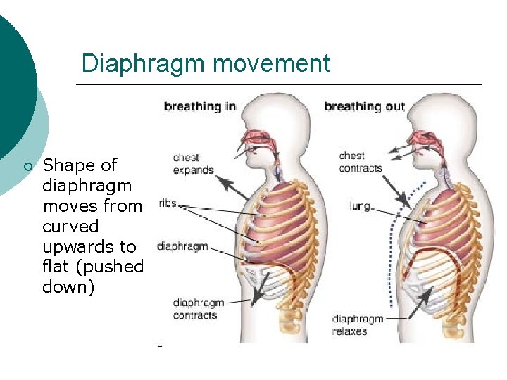 Diaphragm movement ¡ Shape of diaphragm moves from curved upwards to flat (pushed down)