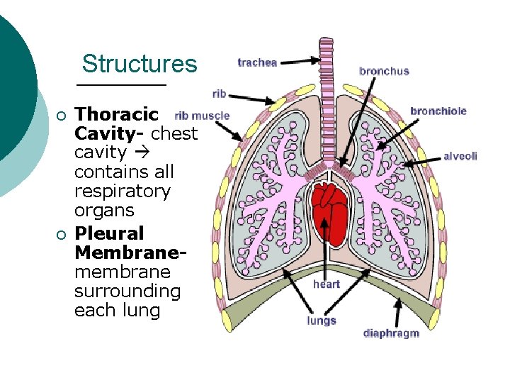 Structures ¡ ¡ Thoracic Cavity- chest cavity contains all respiratory organs Pleural Membranemembrane surrounding