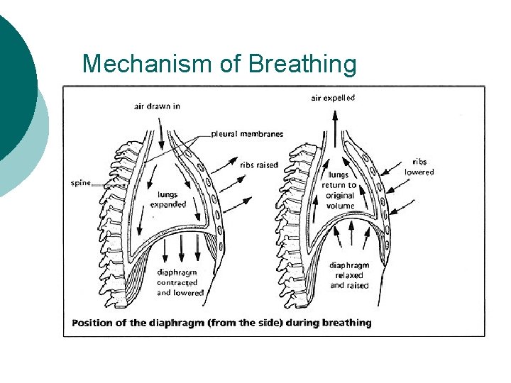 Mechanism of Breathing 