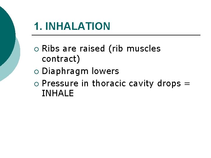 1. INHALATION Ribs are raised (rib muscles contract) ¡ Diaphragm lowers ¡ Pressure in