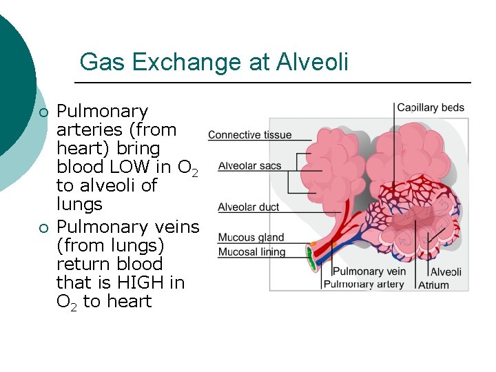 Gas Exchange at Alveoli ¡ ¡ Pulmonary arteries (from heart) bring blood LOW in