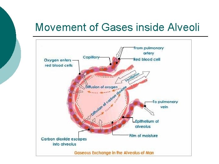 Movement of Gases inside Alveoli 