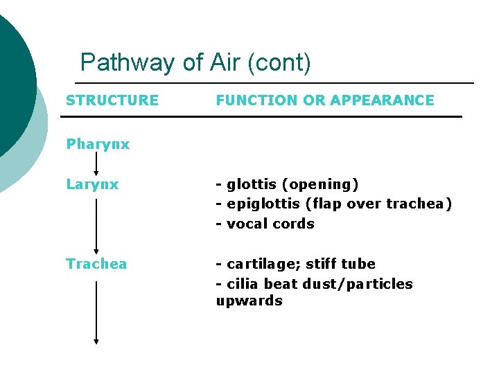 Pathway of Air (cont) STRUCTURE FUNCTION OR APPEARANCE Pharynx Larynx - glottis (opening) -