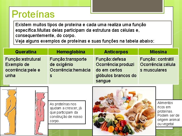 Proteínas Existem muitos tipos de proteína e cada uma realiza uma função específica. Muitas