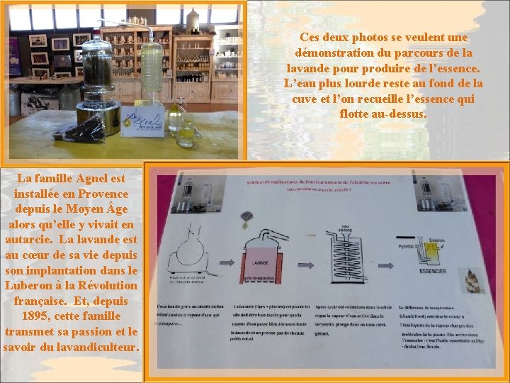 Ces deux photos se veulent une démonstration du parcours de la lavande pour produire