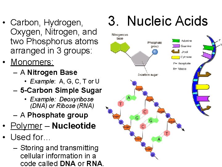  • Carbon, Hydrogen, Oxygen, Nitrogen, and two Phosphorus atoms arranged in 3 groups: