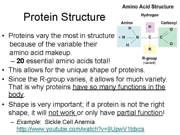 Protein Structure • Proteins vary the most in structure because of the variable their