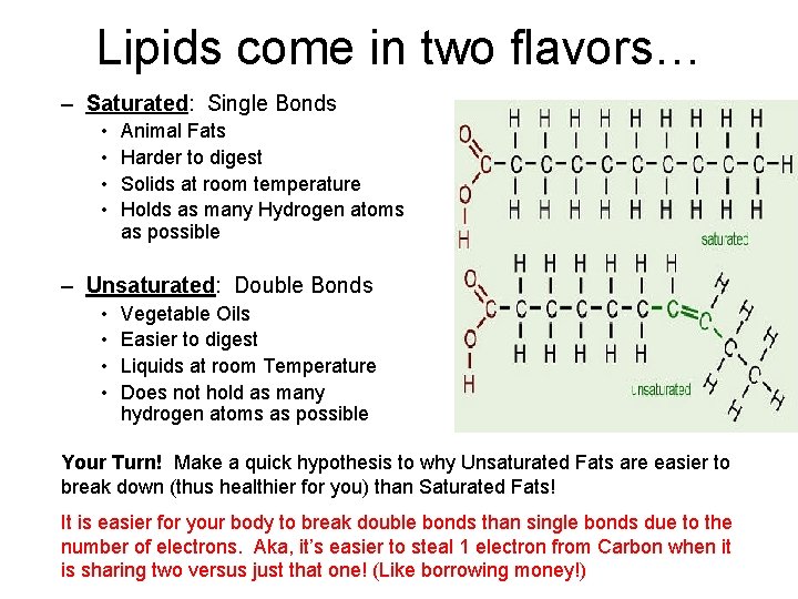 Lipids come in two flavors… – Saturated: Single Bonds • • Animal Fats Harder