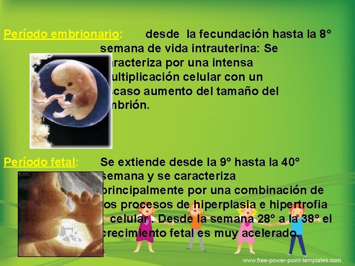 Período embrionario: desde la fecundación hasta la 8° semana de vida intrauterina: Se caracteriza