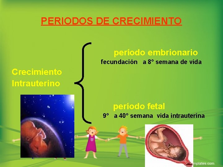 PERIODOS DE CRECIMIENTO período embrionario fecundación a 8° semana de vida Crecimiento Intrauterino período