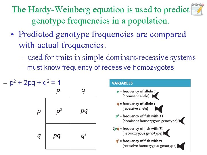 The Hardy-Weinberg equation is used to predict genotype frequencies in a population. • Predicted