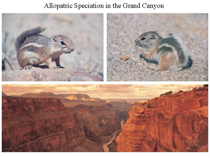 Allopatric Speciation in the Grand Canyon 