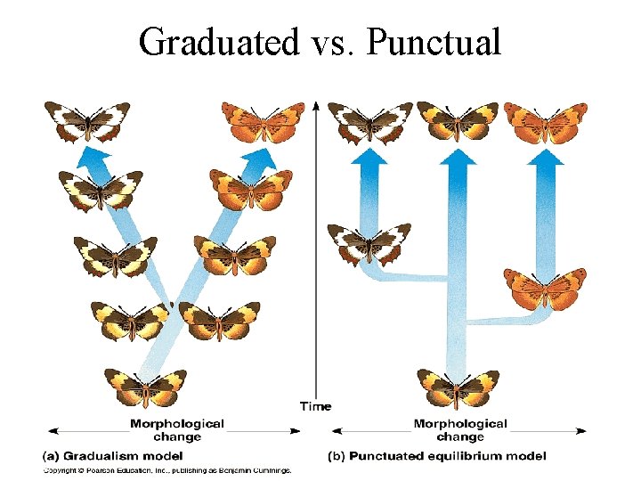 Graduated vs. Punctual 