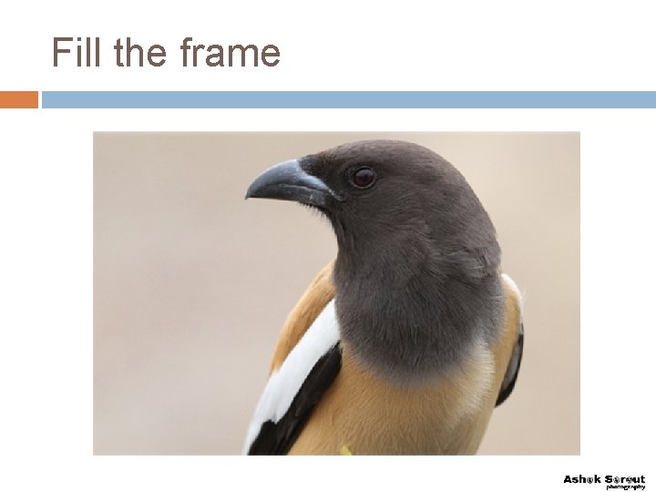 Fill the frame 