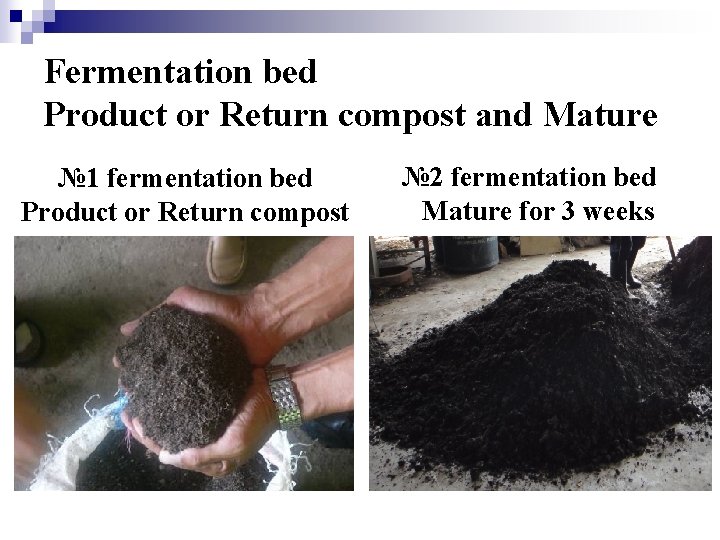 Fermentation bed Product or Return compost and Mature № 1 fermentation bed Product or