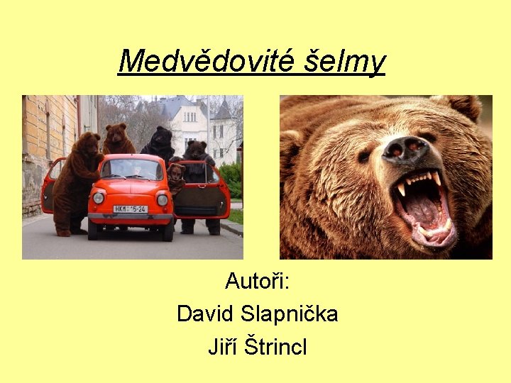 Medvědovité šelmy Autoři: David Slapnička Jiří Štrincl 