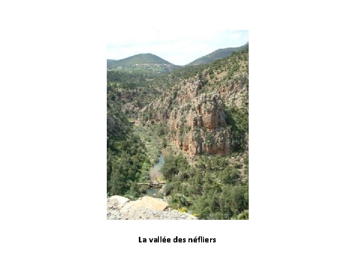 La vallée des néfliers 