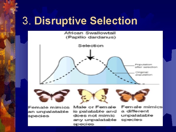 3. Disruptive Selection 