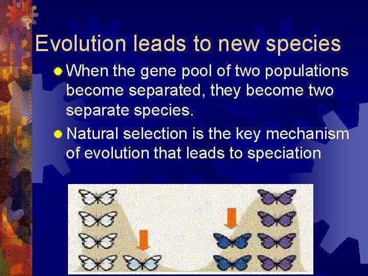 Evolution leads to new species ® When the gene pool of two populations become