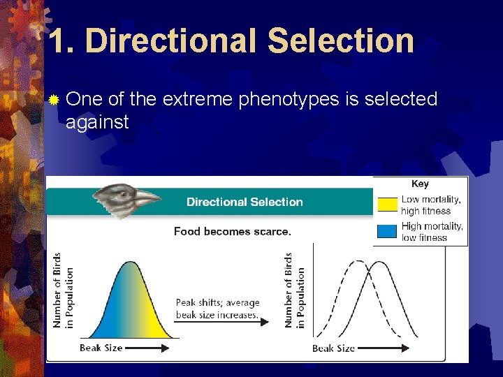 1. Directional Selection ® One of the extreme phenotypes is selected against 