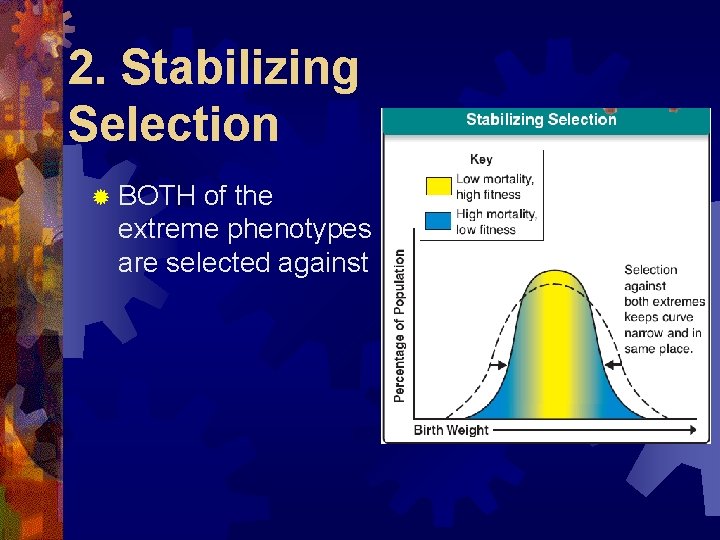 2. Stabilizing Selection ® BOTH of the extreme phenotypes are selected against 