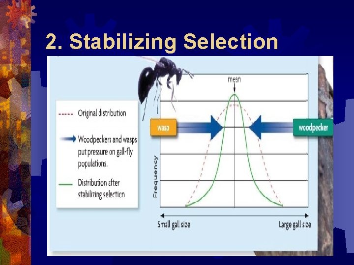 2. Stabilizing Selection 