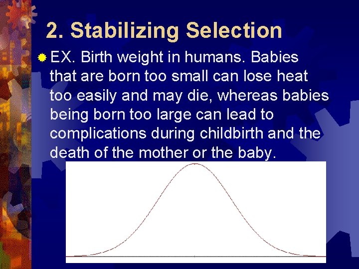 2. Stabilizing Selection ® EX. Birth weight in humans. Babies that are born too