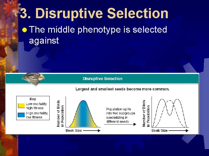 3. Disruptive Selection ® The middle phenotype is selected against 