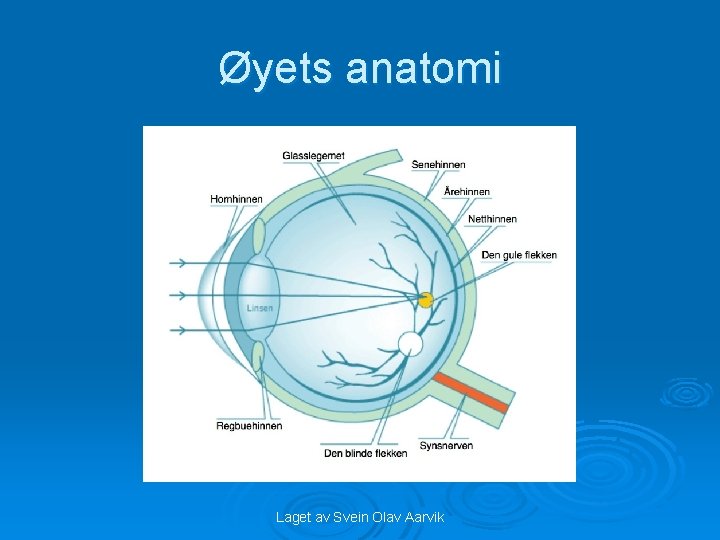 Øyets anatomi Laget av Svein Olav Aarvik 