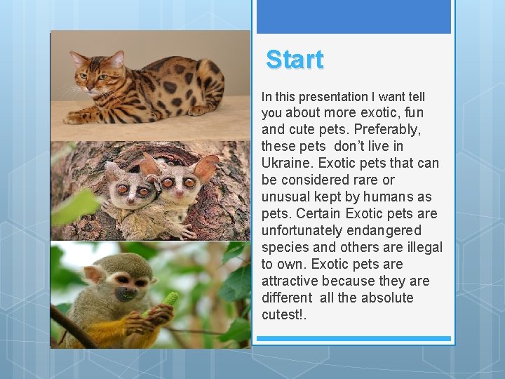 Start In this presentation I want tell you about more exotic, fun and cute