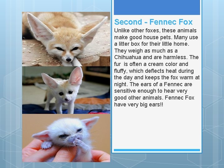 Second - Fennec Fox Unlike other foxes, these animals make good house pets. Many