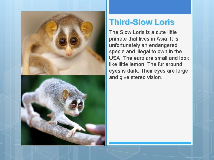 Third-Slow Loris The Slow Loris is a cute little primate that lives in Asia.