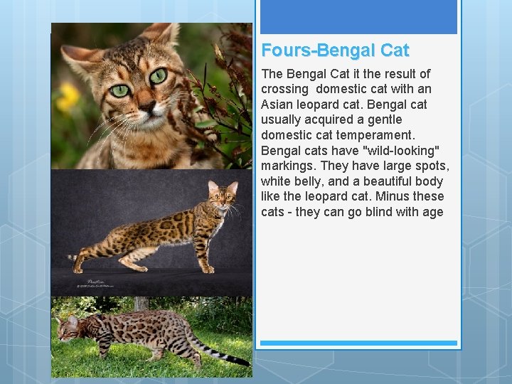 Fours-Bengal Cat The Bengal Cat it the result of crossing domestic cat with an