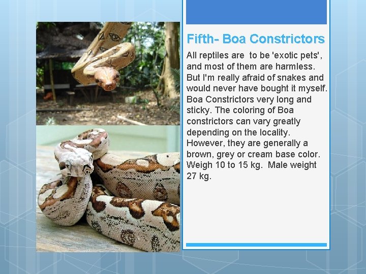 Fifth- Boa Constrictors All reptiles are to be 'exotic pets', and most of them