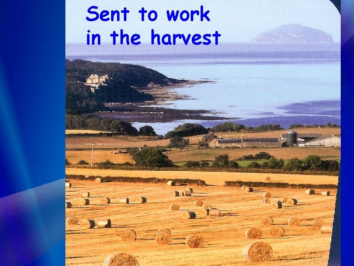 Sent to work in the harvest 