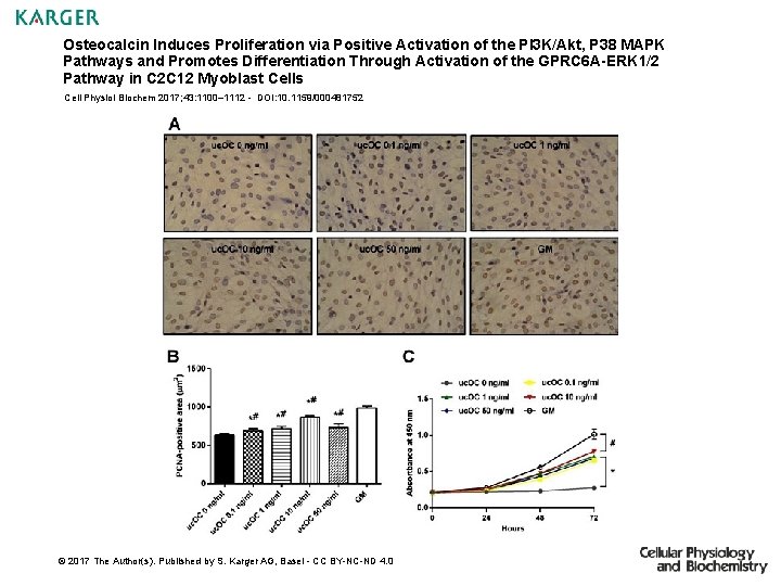 Osteocalcin Induces Proliferation via Positive Activation of the PI 3 K/Akt, P 38 MAPK