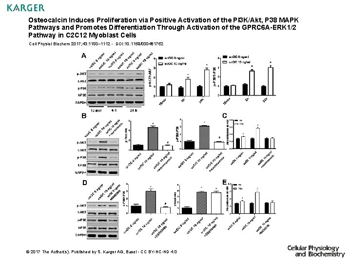 Osteocalcin Induces Proliferation via Positive Activation of the PI 3 K/Akt, P 38 MAPK