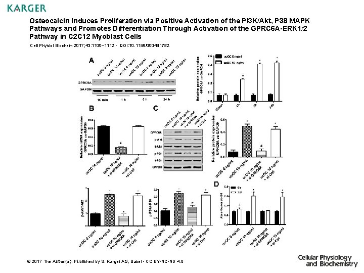 Osteocalcin Induces Proliferation via Positive Activation of the PI 3 K/Akt, P 38 MAPK
