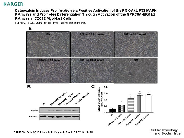 Osteocalcin Induces Proliferation via Positive Activation of the PI 3 K/Akt, P 38 MAPK