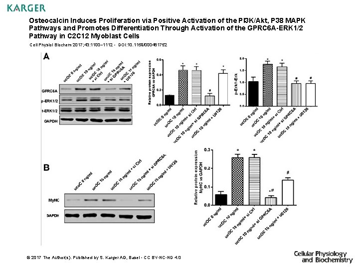 Osteocalcin Induces Proliferation via Positive Activation of the PI 3 K/Akt, P 38 MAPK