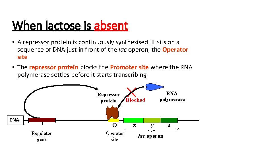 When lactose is absent • A repressor protein is continuously synthesised. It sits on