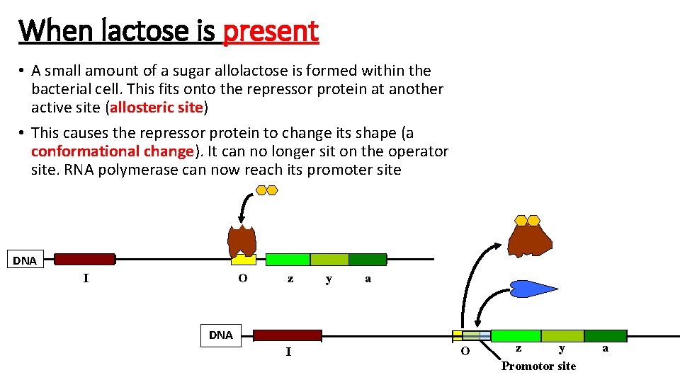 When lactose is present • A small amount of a sugar allolactose is formed
