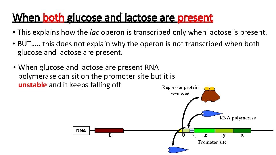 When both glucose and lactose are present • This explains how the lac operon