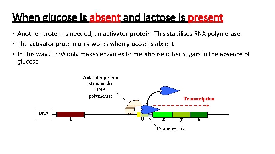 When glucose is absent and lactose is present • Another protein is needed, an