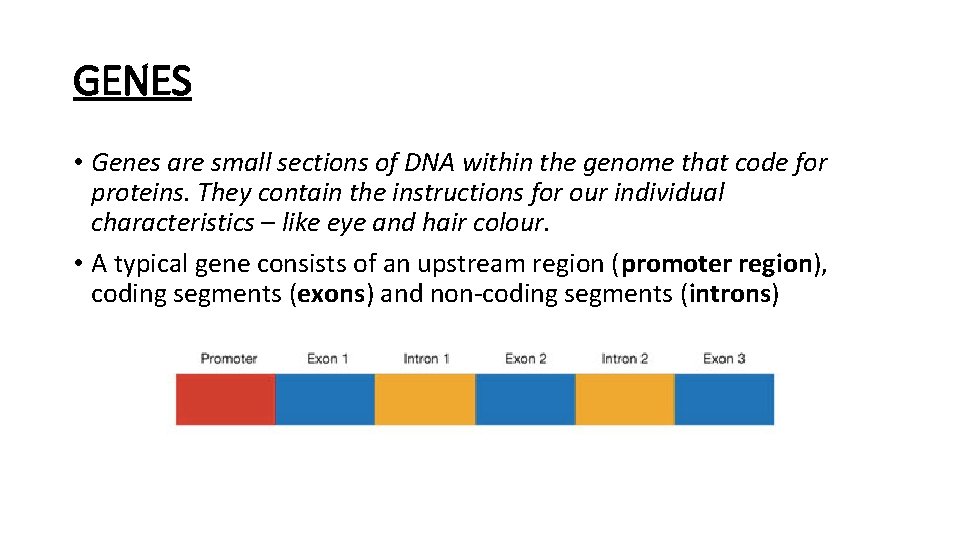 GENES • Genes are small sections of DNA within the genome that code for