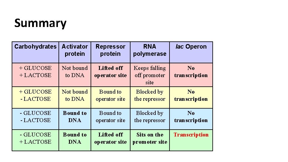 Summary Carbohydrates Activator protein Repressor protein RNA polymerase lac Operon + GLUCOSE + LACTOSE