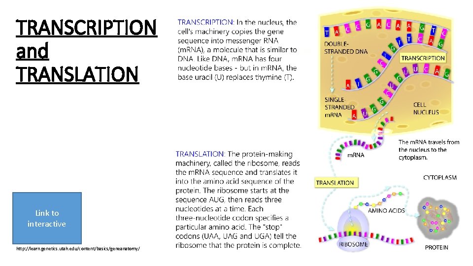 TRANSCRIPTION and TRANSLATION Link to interactive http: //learn. genetics. utah. edu/content/basics/geneanatomy/ 