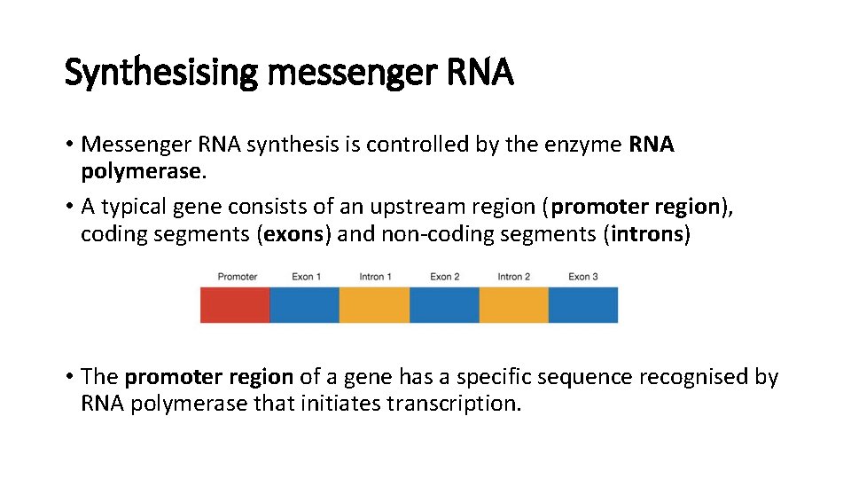 Synthesising messenger RNA • Messenger RNA synthesis is controlled by the enzyme RNA polymerase.