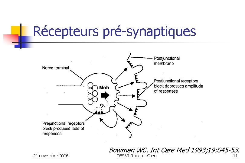 Récepteurs pré-synaptiques 21 novembre 2006 Bowman WC. Int Care Med 1993; 19: S 45