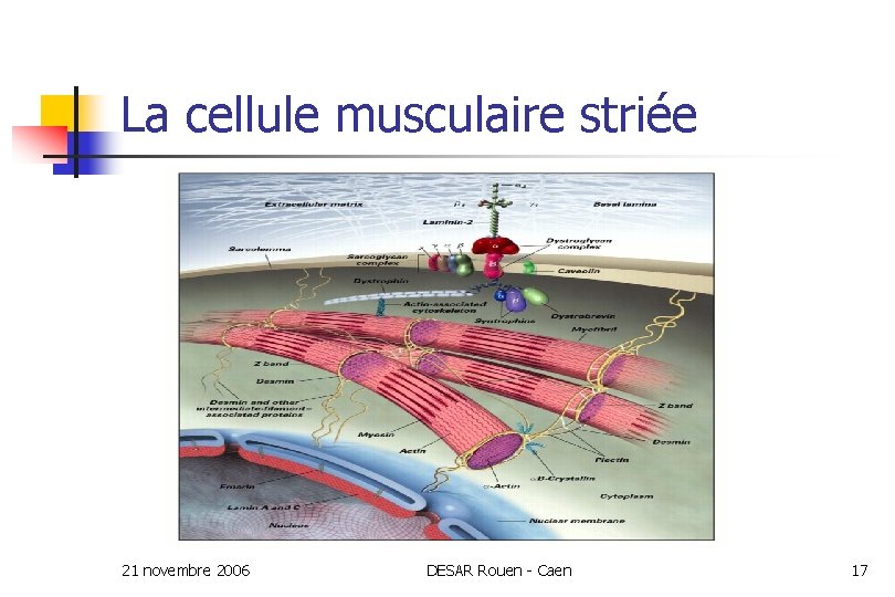 La cellule musculaire striée 21 novembre 2006 DESAR Rouen - Caen 17 
